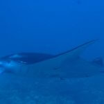 ヌサペニダ島 スノーケリングツアー