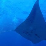 ヌサペニダ島 スノーケリングツアー