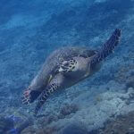 ヌサペニダ島 スノーケリングツアー