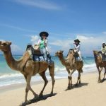 キャメル サファリ（ラクダ乗り）