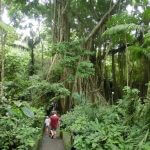 猿の森（モンキーフォレスト）