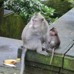 猿の森（モンキーフォレスト）